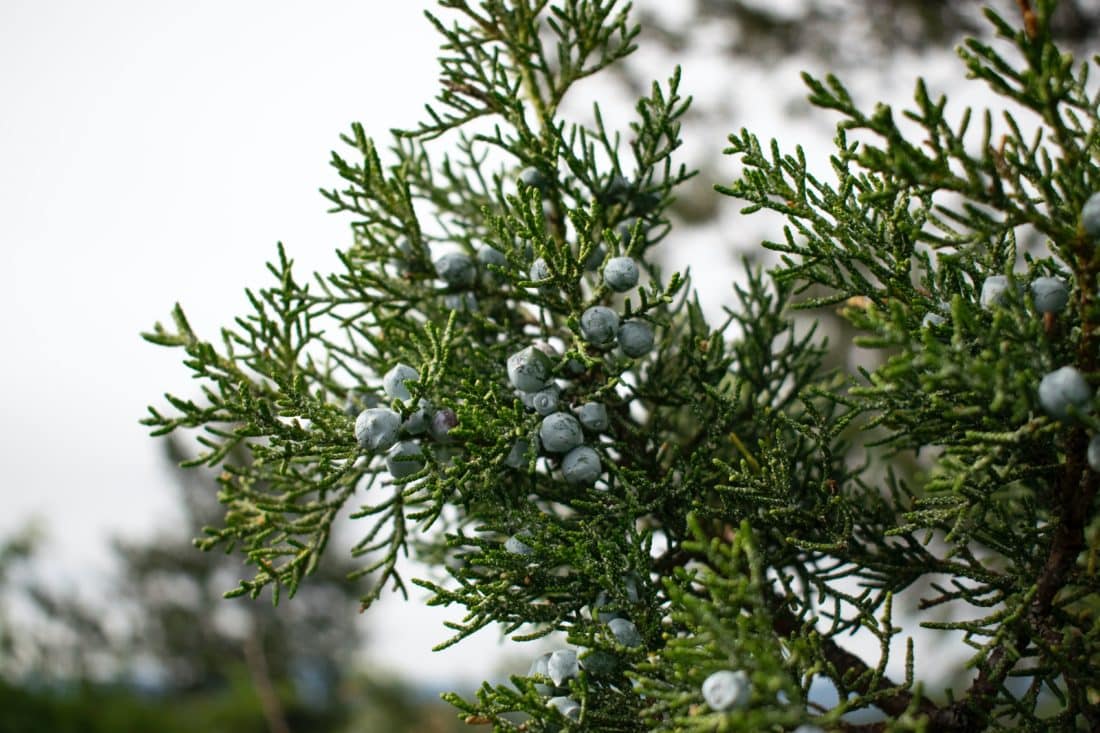 This image has an empty alt attribute; its file name is botanical-sexism-female-juniper-caleb-pudewell-1100x733.jpeg