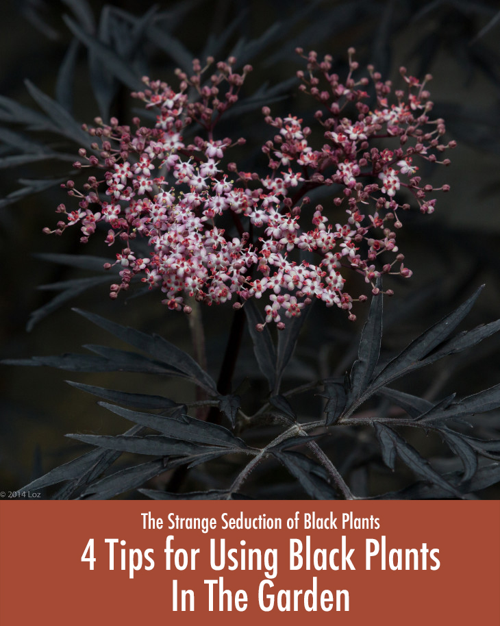 tips for using black plants in the garden