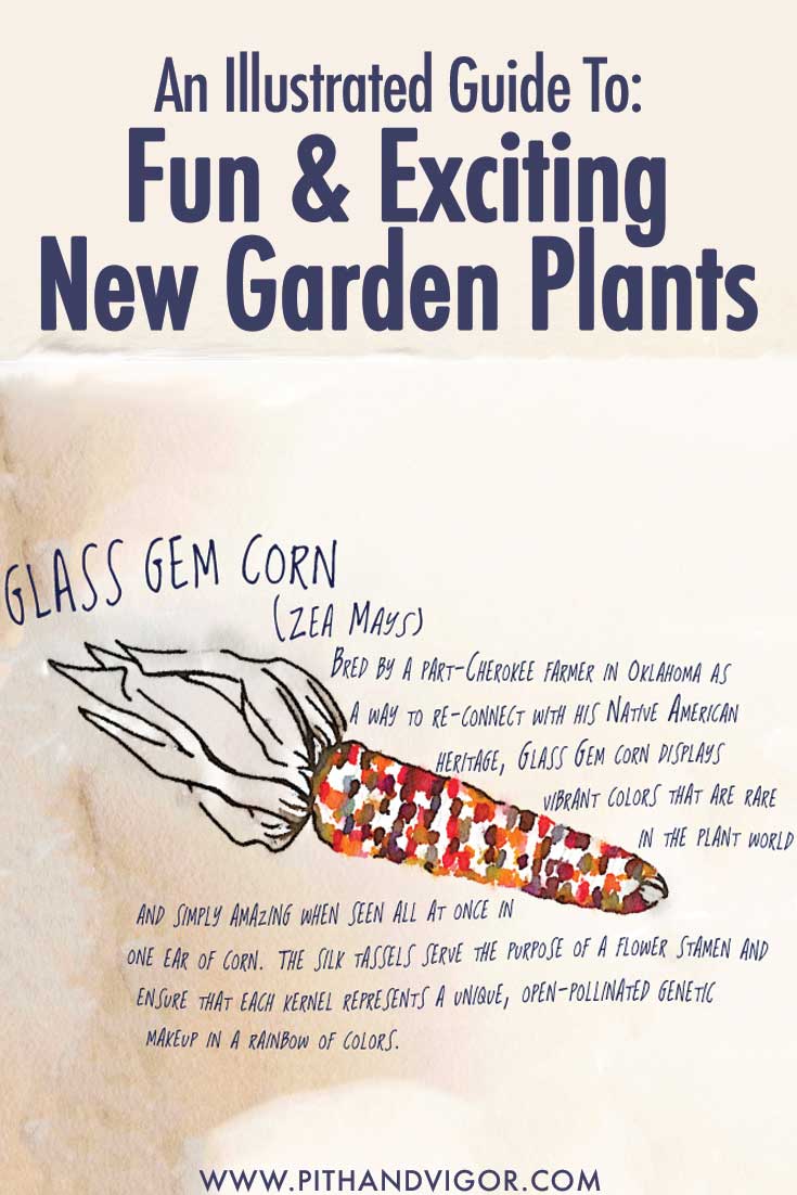 An Illustrated Guide to Fun and exciting garden plants - glass gem corn