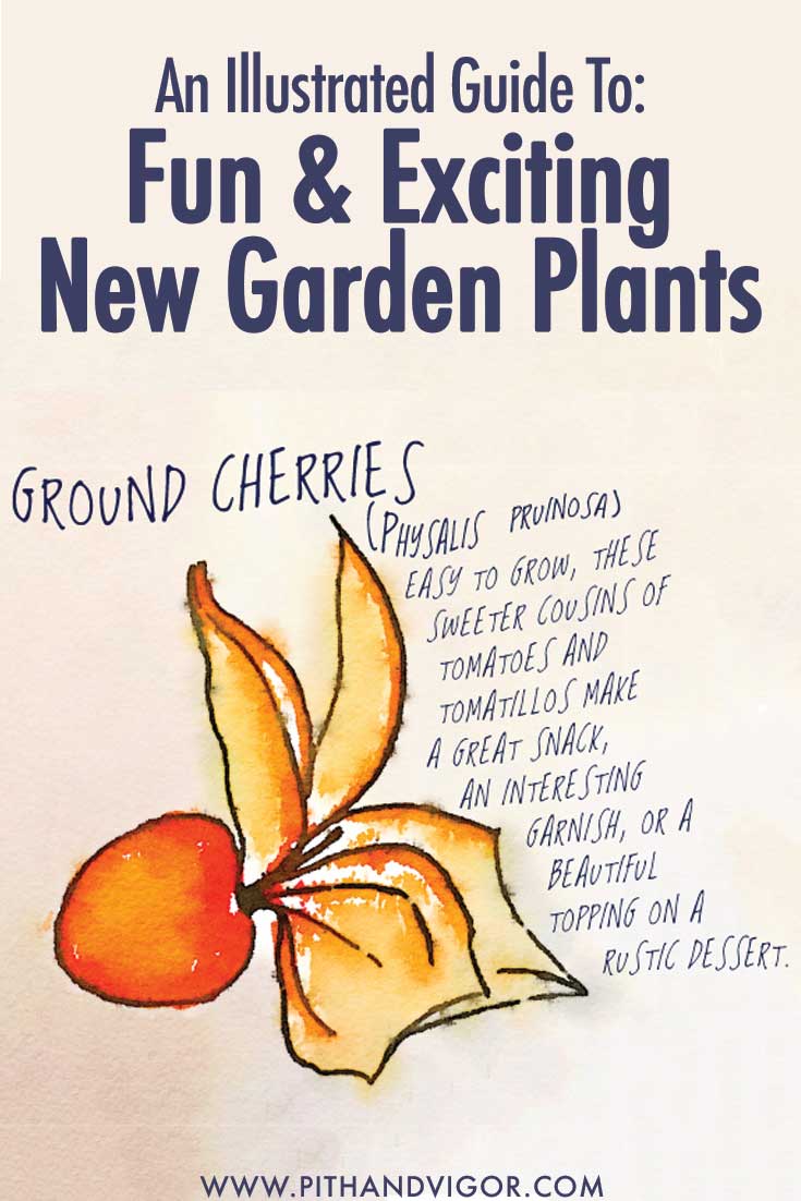 An Illustrated Guide to Fun and exciting garden plants - ground cherries