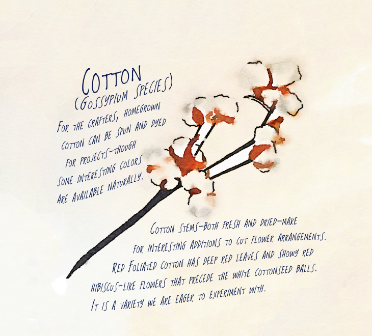 cotton plant illustration by rochelle greayer www.pithandvigor.com