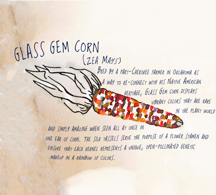 glass gem corn illustration by rochelle greayer www.pithandvigor.com