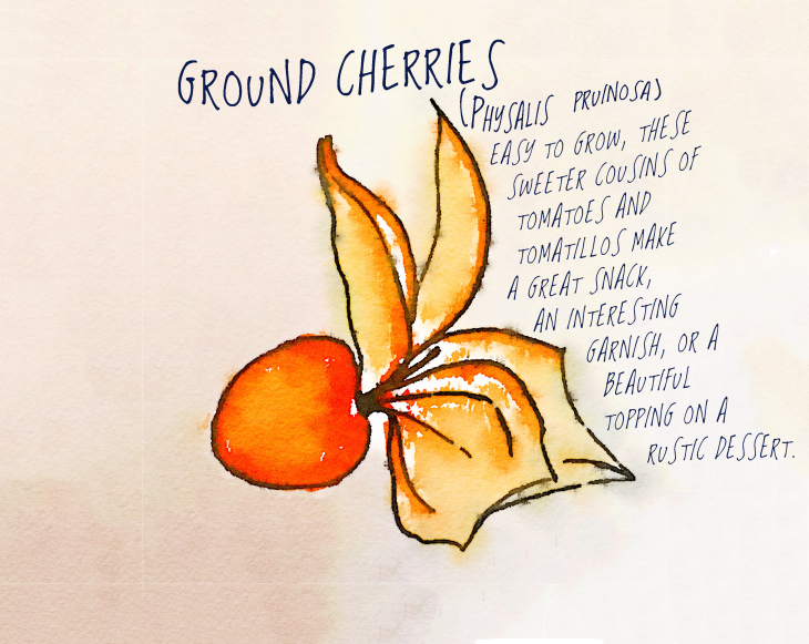 ground cherries illustration by rochelle greayer www.pithandvigor.com