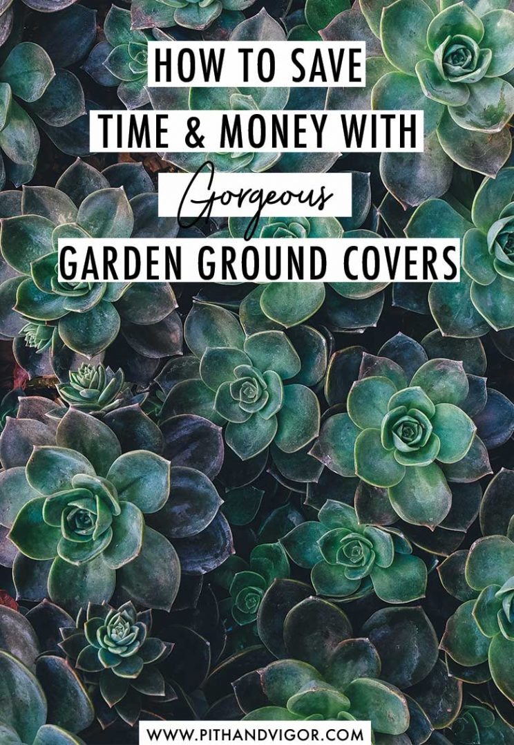 How to save time and money with gorgeous garden groundcovers