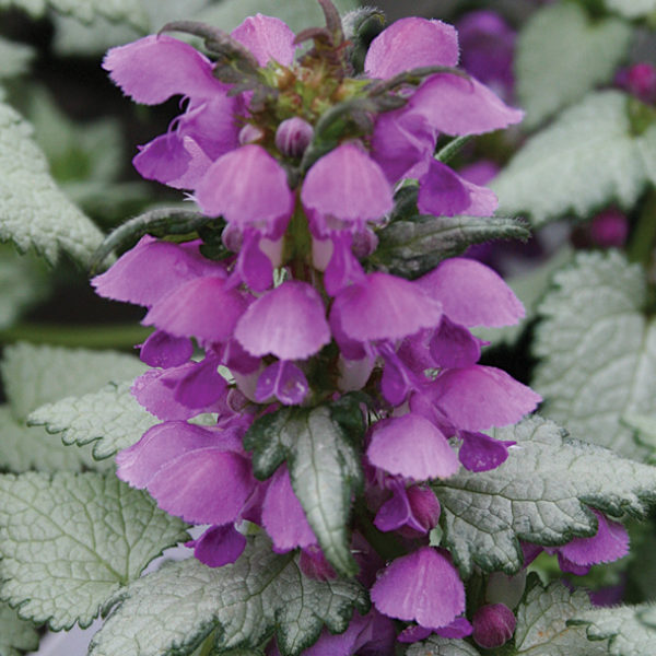 proven winners lamium - replacing grass with rochelle greayer www.pithandvigor.com