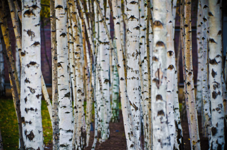 A stand of birch trees by the Tate Modern gallery. by garryknight CC Flickr via www.pithandvigor.com
