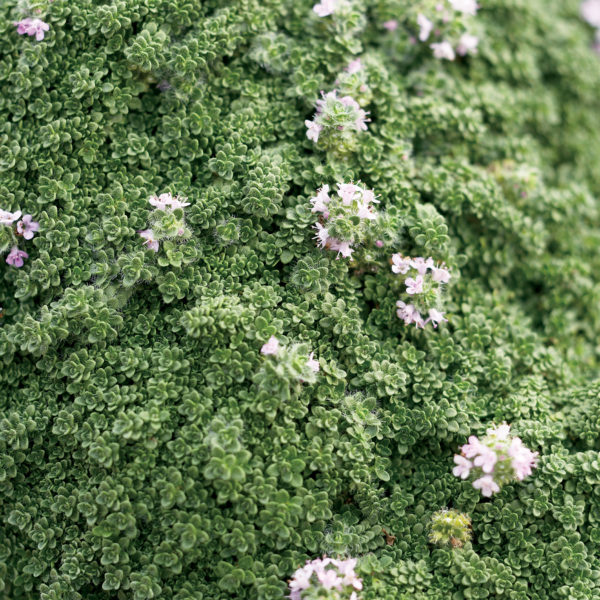 proven winners creeping thyme for grass replacement - by rochelle greayer www.pithandvigor.com