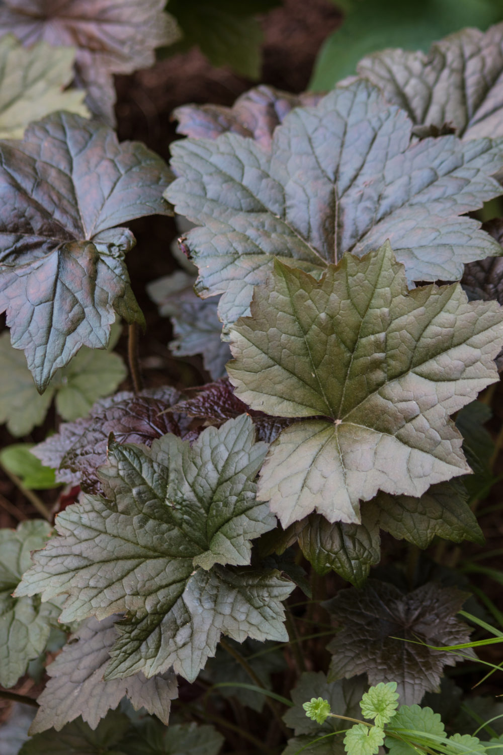 Use heuchera cuttings to add texture and color to grocery store flowers. by rochelle greayer www.pithandvigor.com