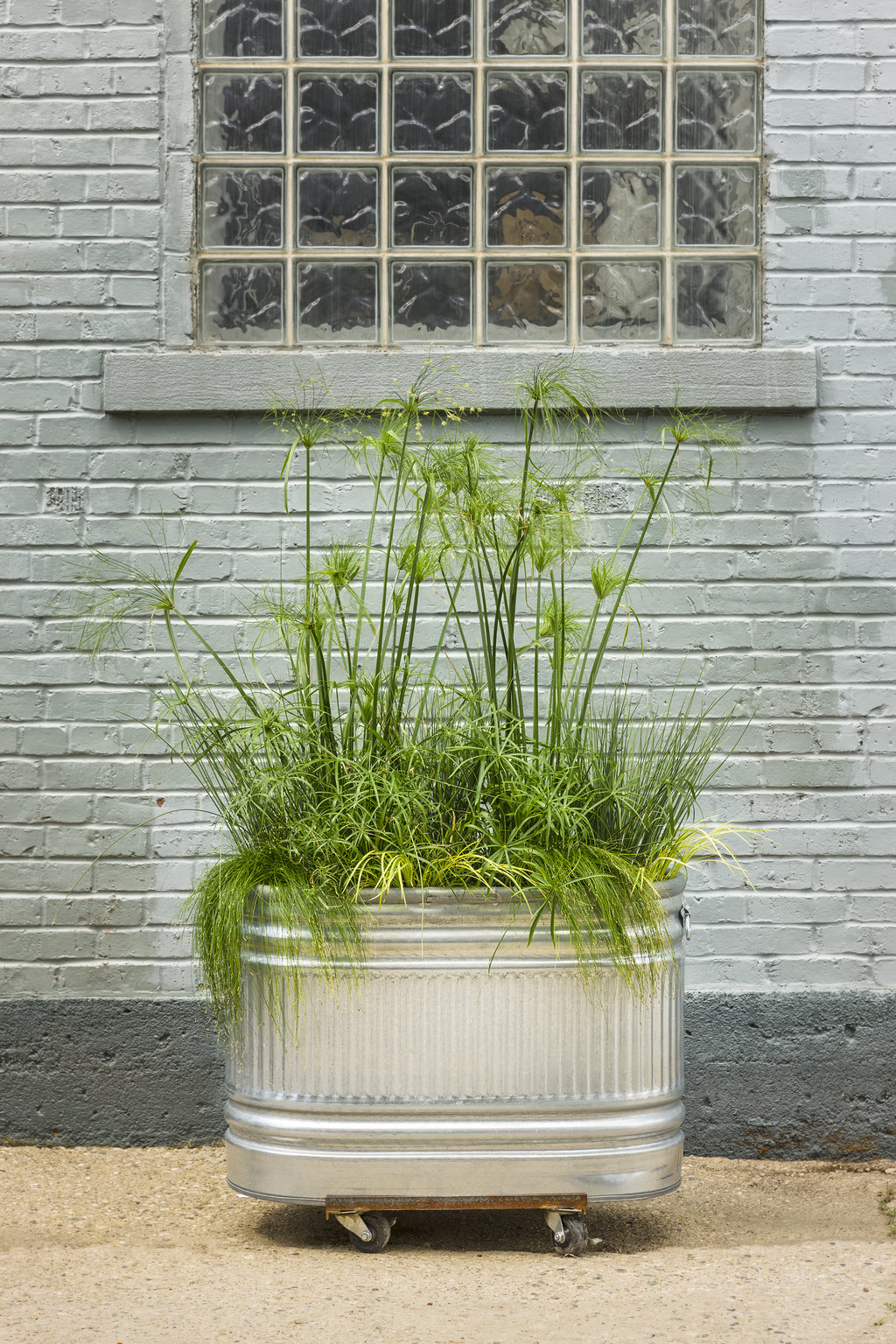 A fathers day plant gift - a planter with plants on wheels - placed in front of a brick building.