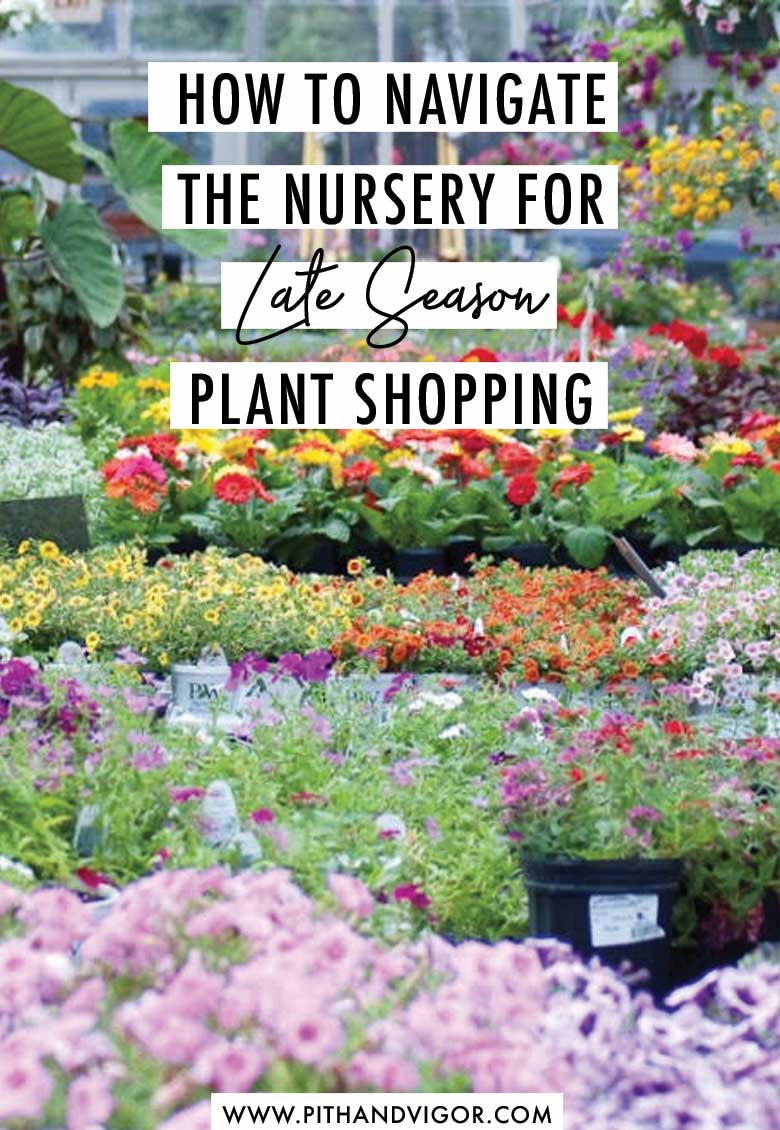 When the planting season starts to wane, there are some great plant nursery deals to be found.