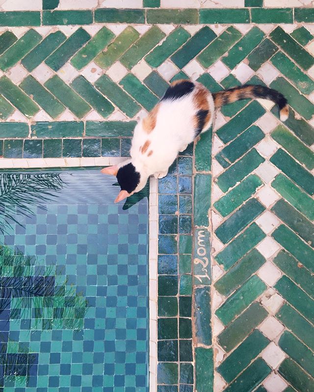 Le Riad Jasmine pool detail with cat marrakech morocco islamic pool garden