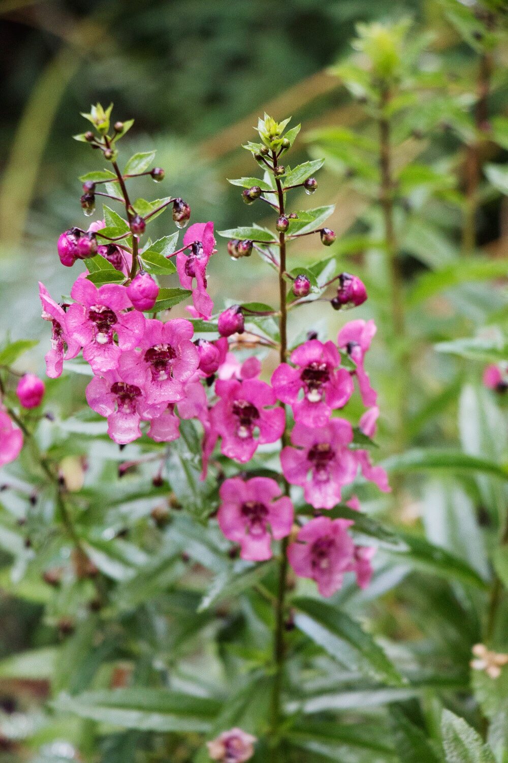 Angelonia angelface Perfectly Pink by rochelle greayer www.pithandvigor.com
