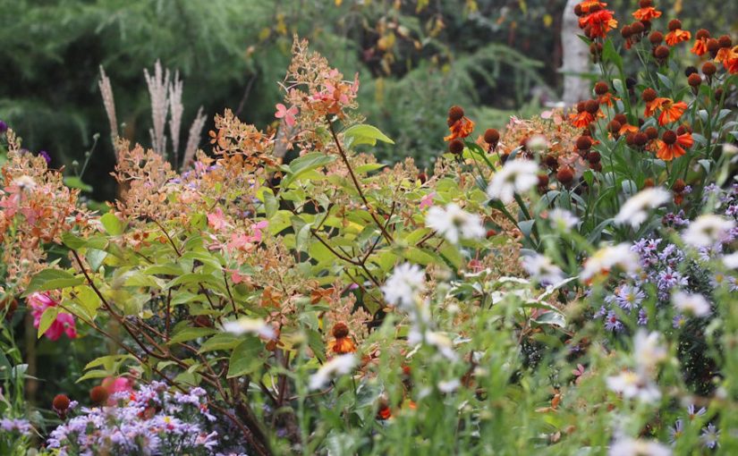 Asters, Helianthus, grasses and hydrangeas combine for a beautiful fall garden - Austrian Garden Tour