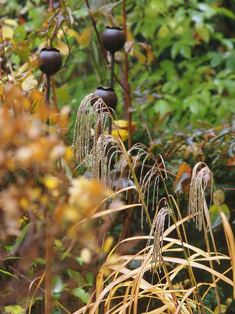 poppy seed heads and grasses in the fall rain - Austrian Garden Tour.