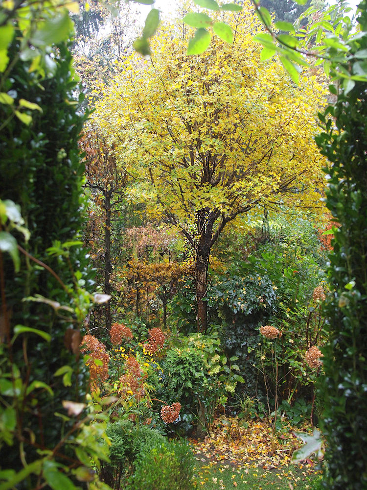 French maple - Acer monspessulanum - Austrian Garden Tour