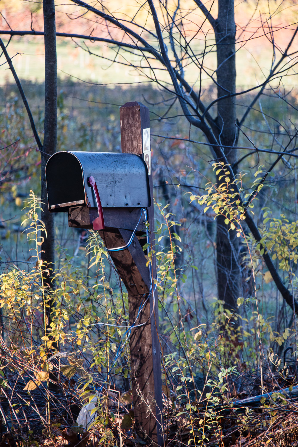 The mailbox mouse