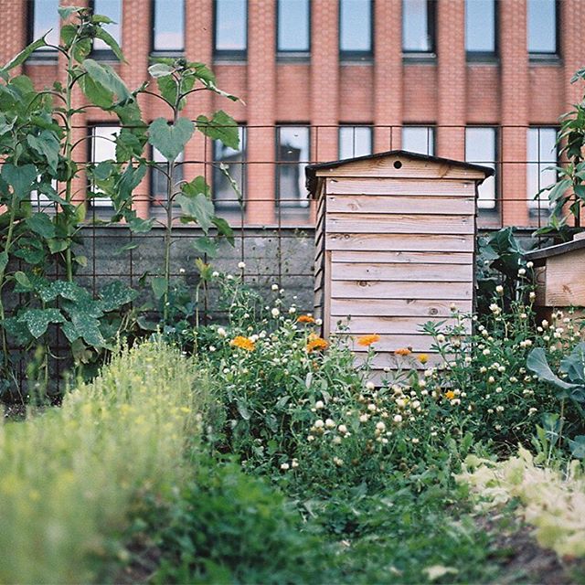 Beekeeping at OsterGRO urban rooftop farm in Denmark