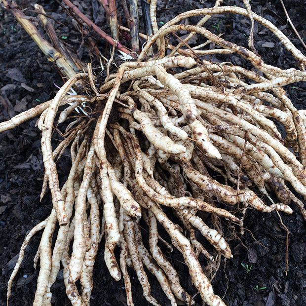 skirret roots (edible)