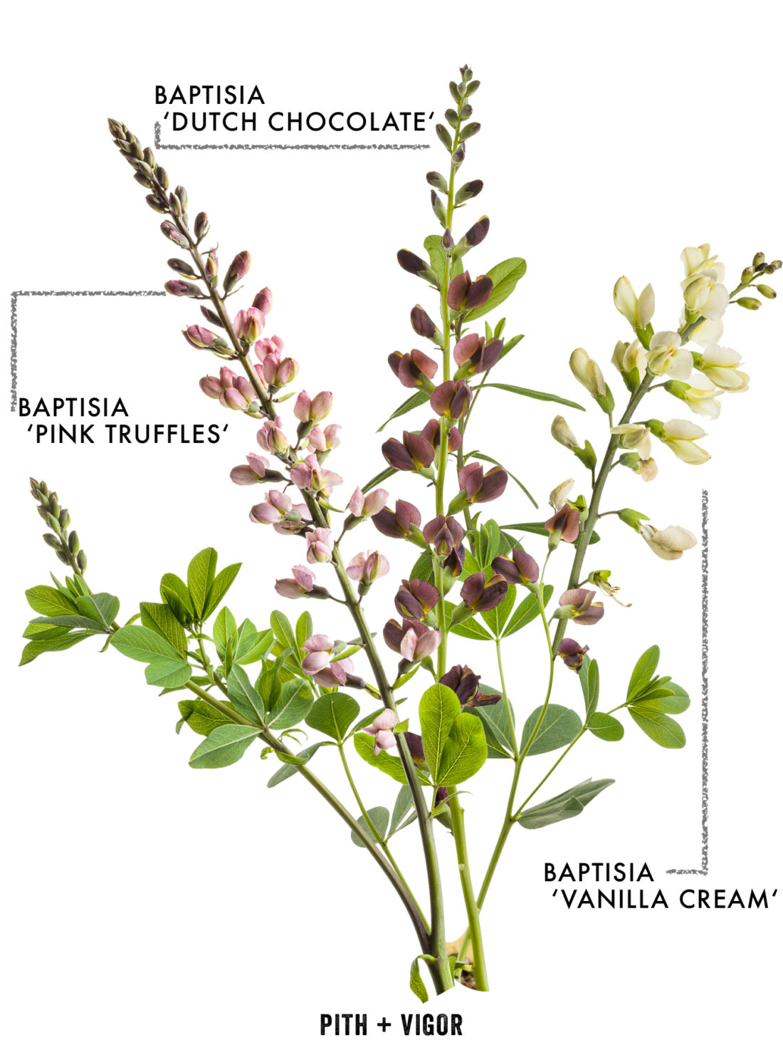 diagram of a varitey of baptisia plants