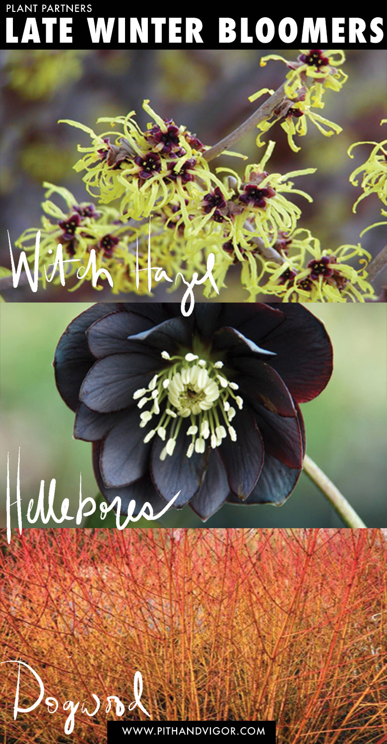 Hazel hellebore
