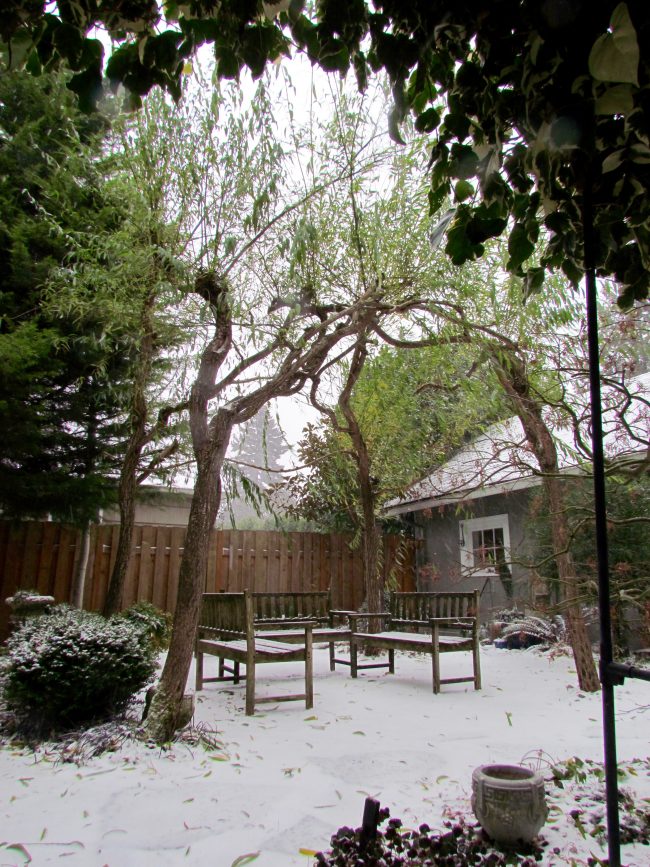 Willow arbor in the winter - How to grow a willow arbor