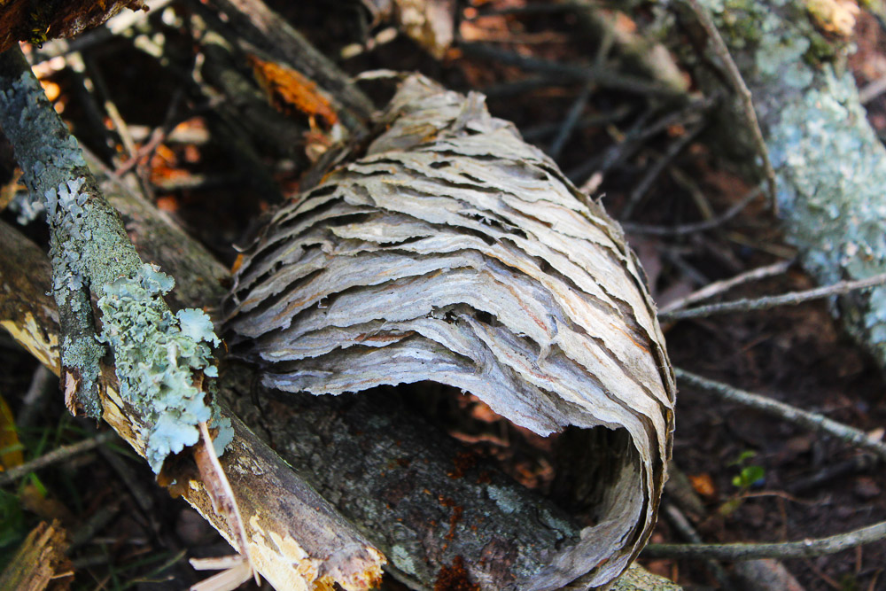 outer covering of yellow jacket nest