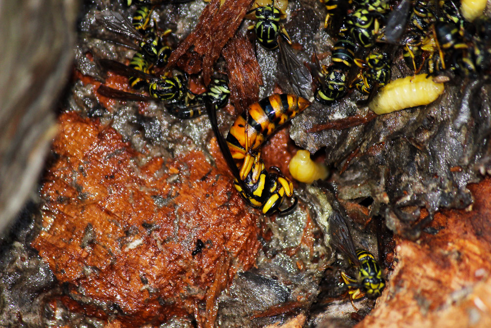 The Stump- A STUDIED DISMANTLING OF A YELLOW JACKET NEST-5