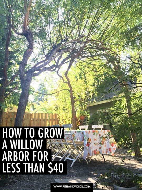 how to grow a willow arbor for less than $40