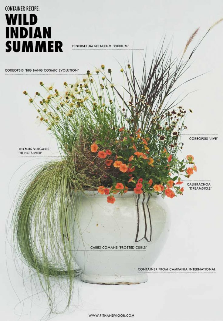 Container plant recipe for a beautiful Arrangement inspired by a Wild Indian Summer