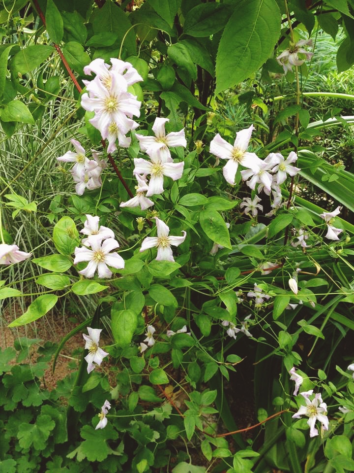 clematis vine. Growing a wide variety of plants in the a french town garden makeover