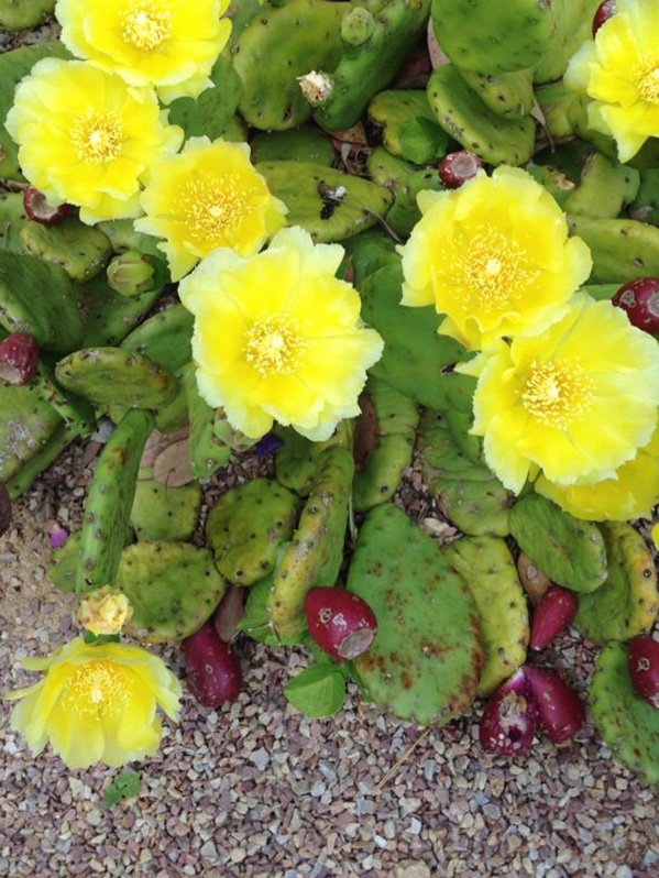 Opuntia cactus. Growing a wide variety of plants in the a french town garden makeover