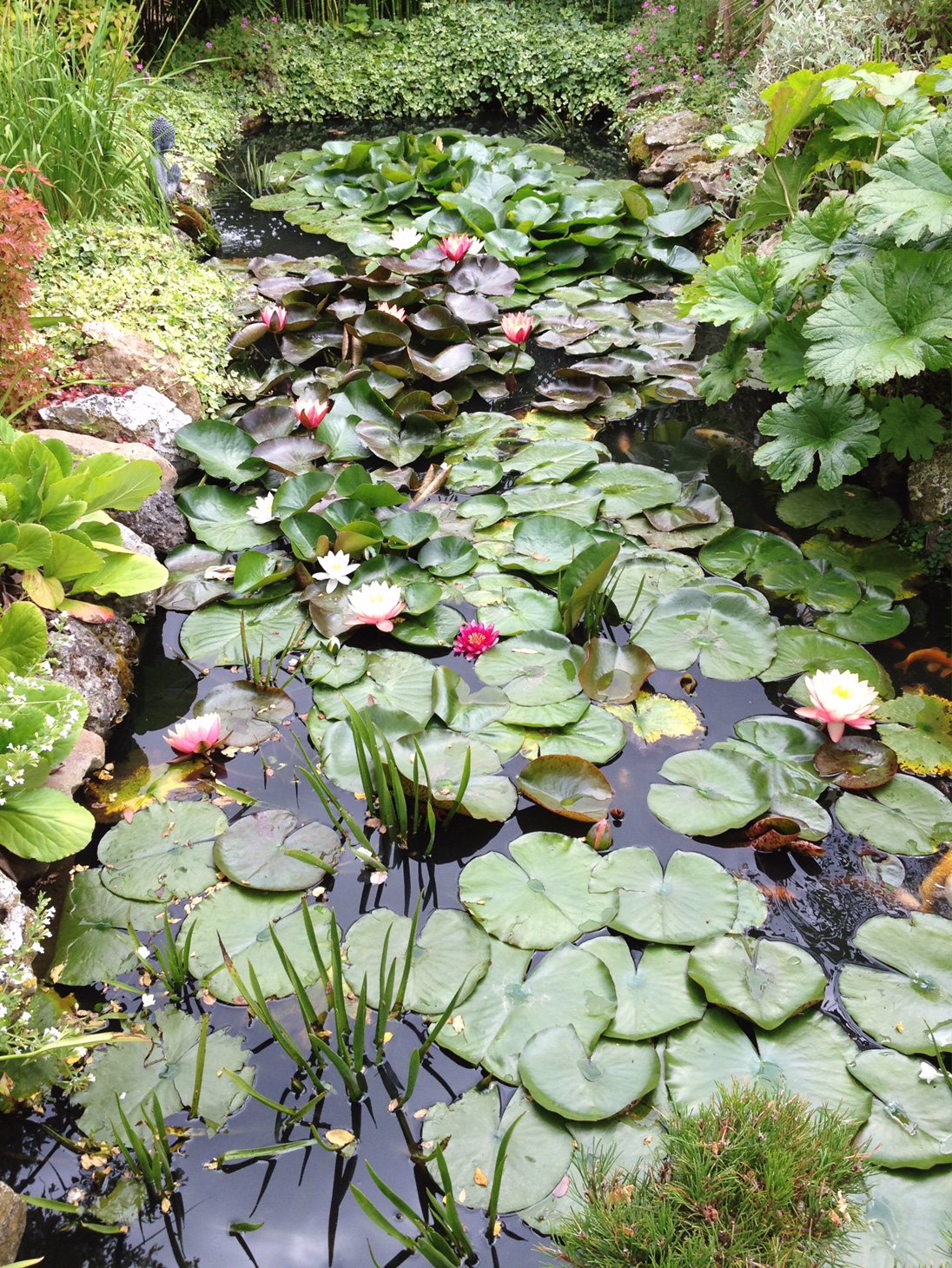 Lilies in a french town garden pond.