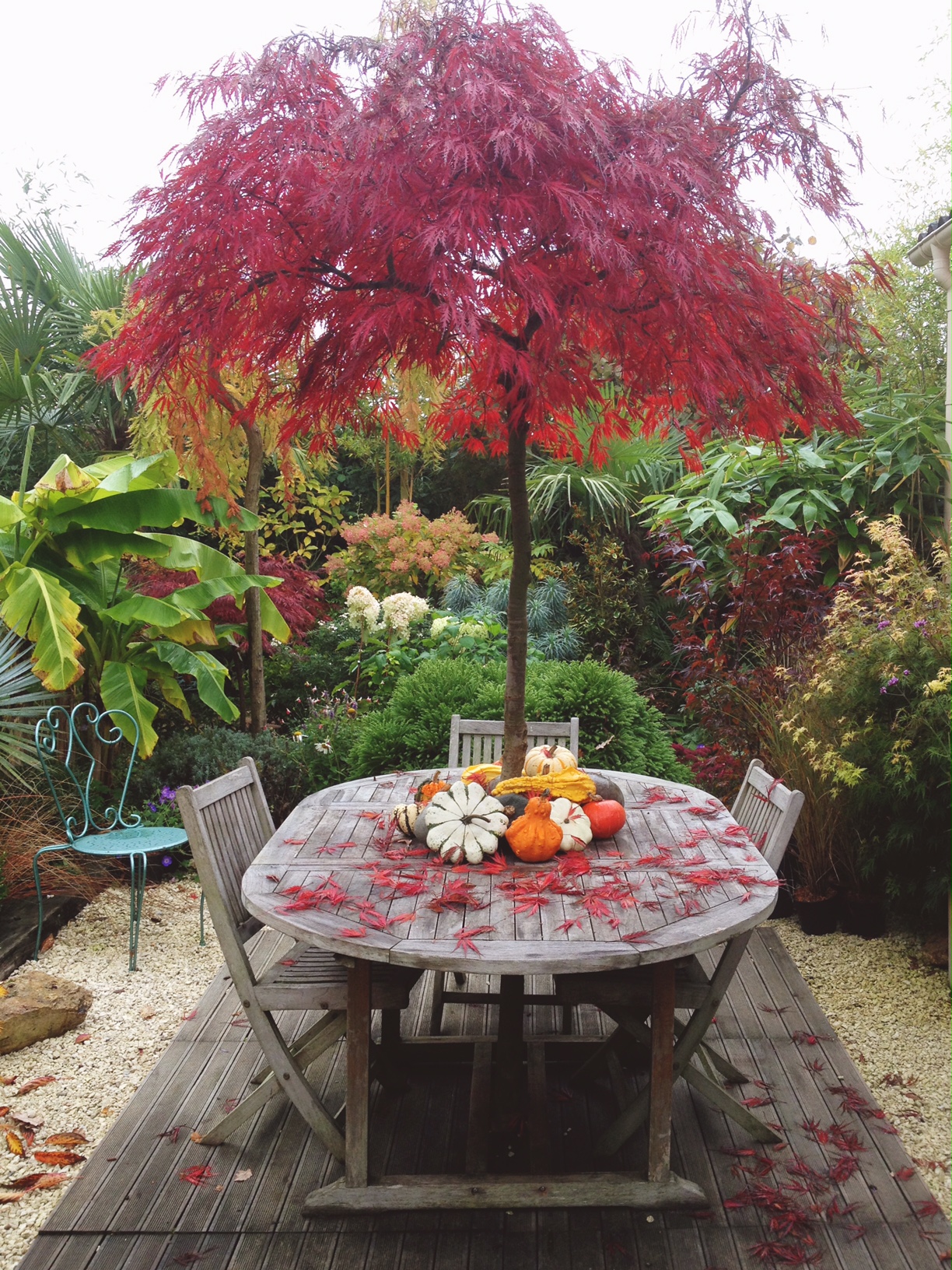 Japanese maple in the fall in a french town garden.