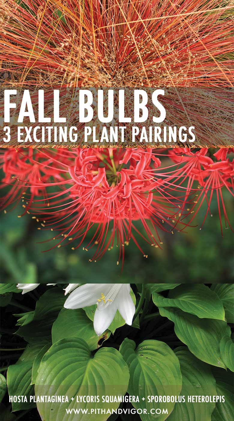Fall Bulbs - 3 plant pairings - Hosta plantaginea + Lycoris squamigera + Sporobolus heterolepis