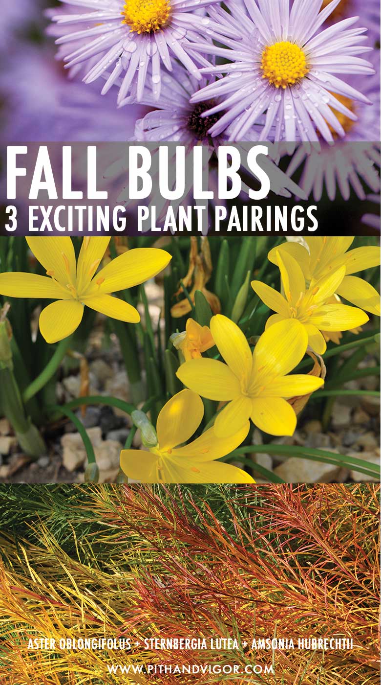Fall bulbs 3 exciting plant pairings - Aster oblongifolus + Sternbergia lutea + Amsonia hubrechtii