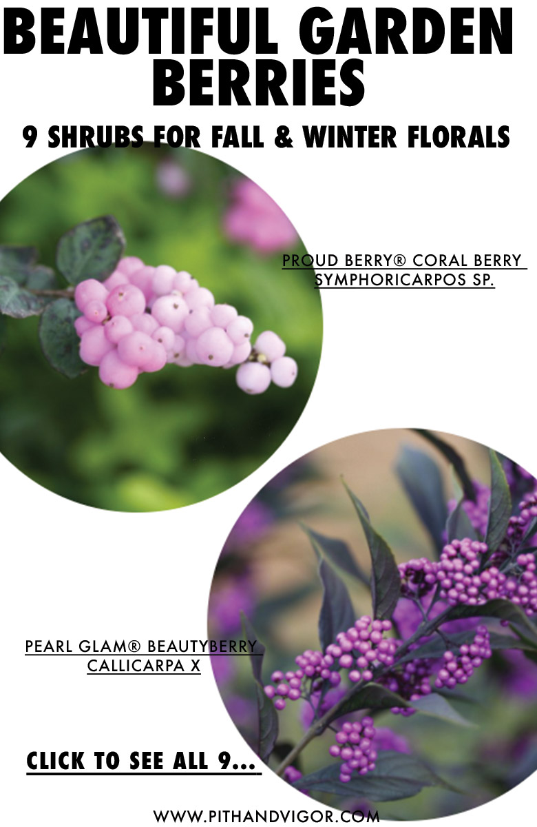 Beautiful Berries 9 shrubs for fall and winter florals