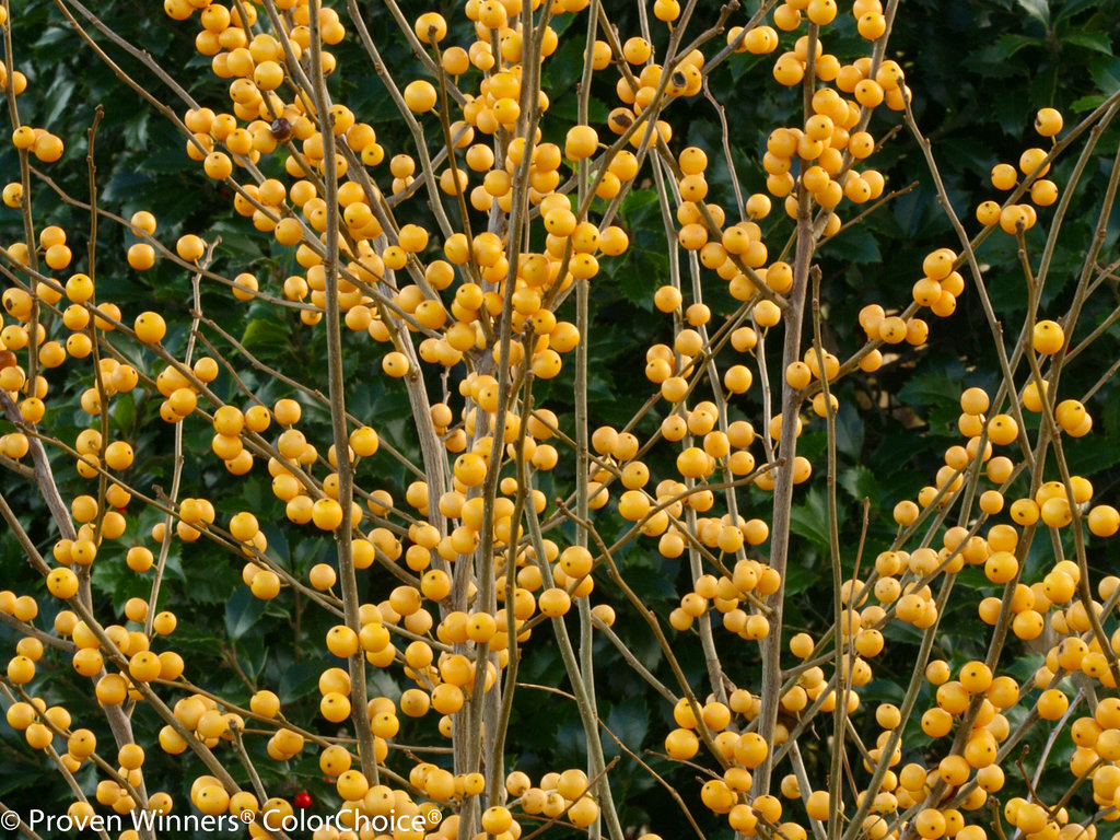 Beautiful Berries - 7 Shrubs for flower arranging - Ilex heavy berry berry gold