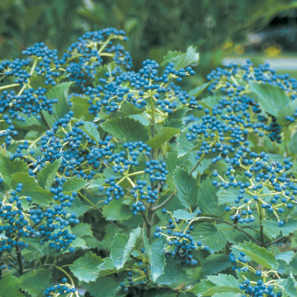 Beautiful Berries - 7 Shrubs for flower arranging - viburnum dentatum blue muffin