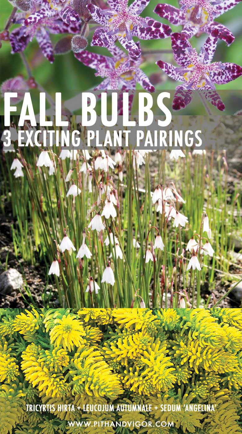 fall bulbs - tricyrtis hirta leucojum autumnale and sedum angelina