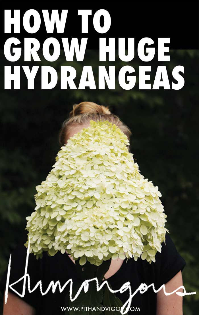 how to grow huge hydrangeas