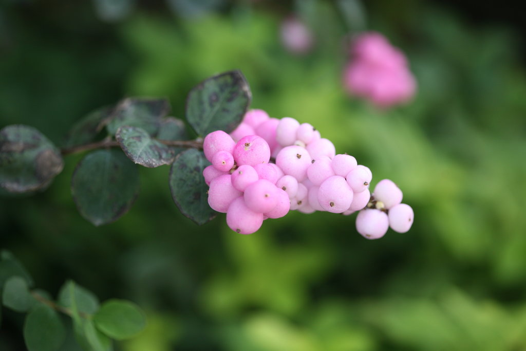 Beautiful Berries - 7 Shrubs for flower arranging Coral Berry Symphoricarpos