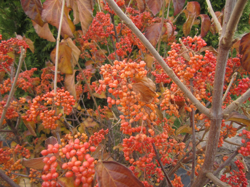 Tandoor orange viburnum - 9 types of berries for fall and winter florals