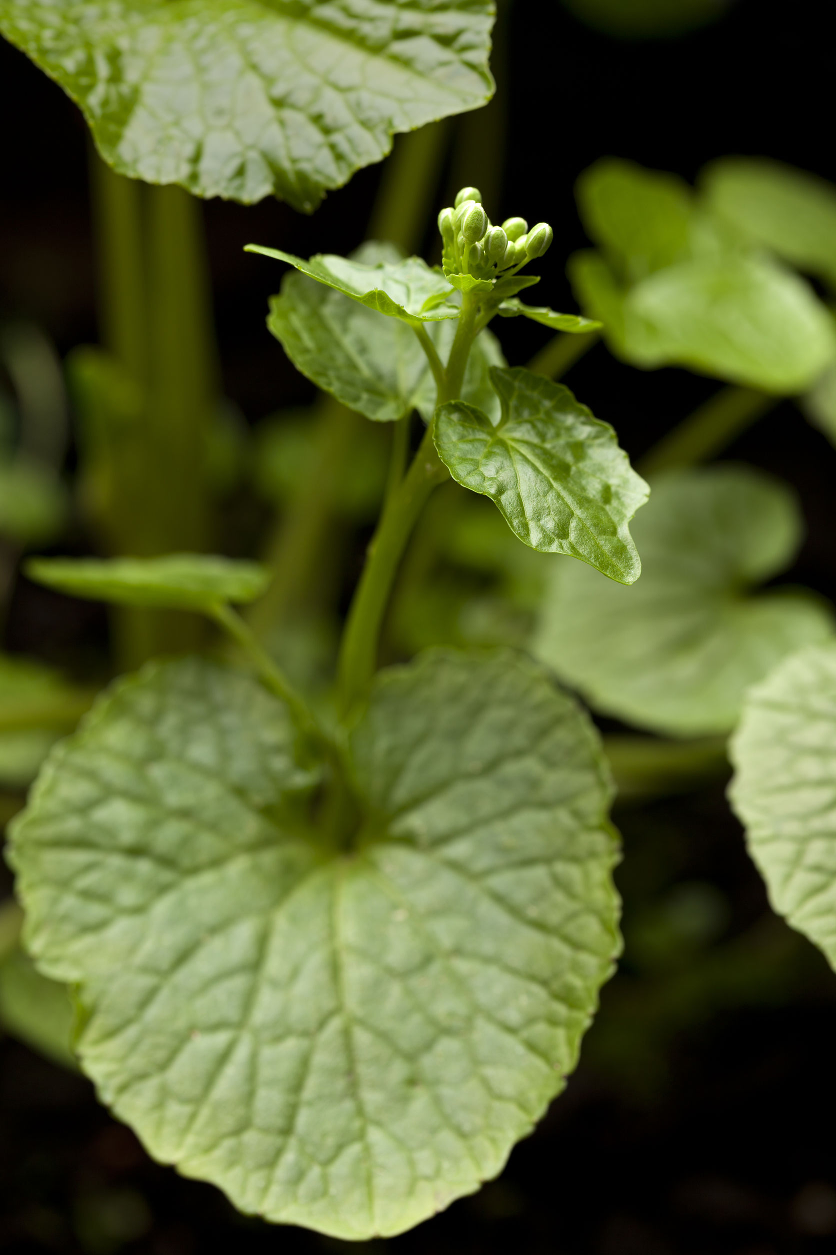 How to Grow Wasabi - flowering wasabi plant and leaves