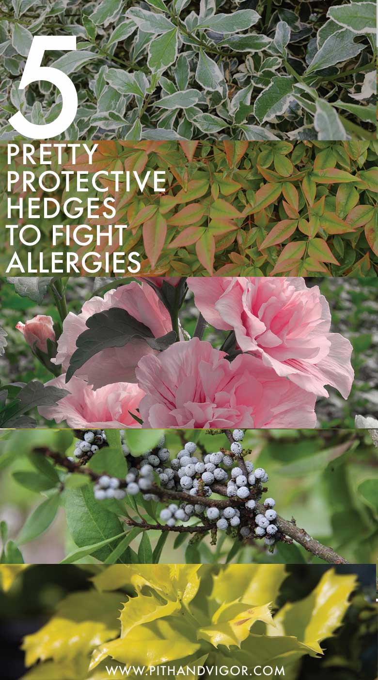 % pretty protective hedges to fight allergies