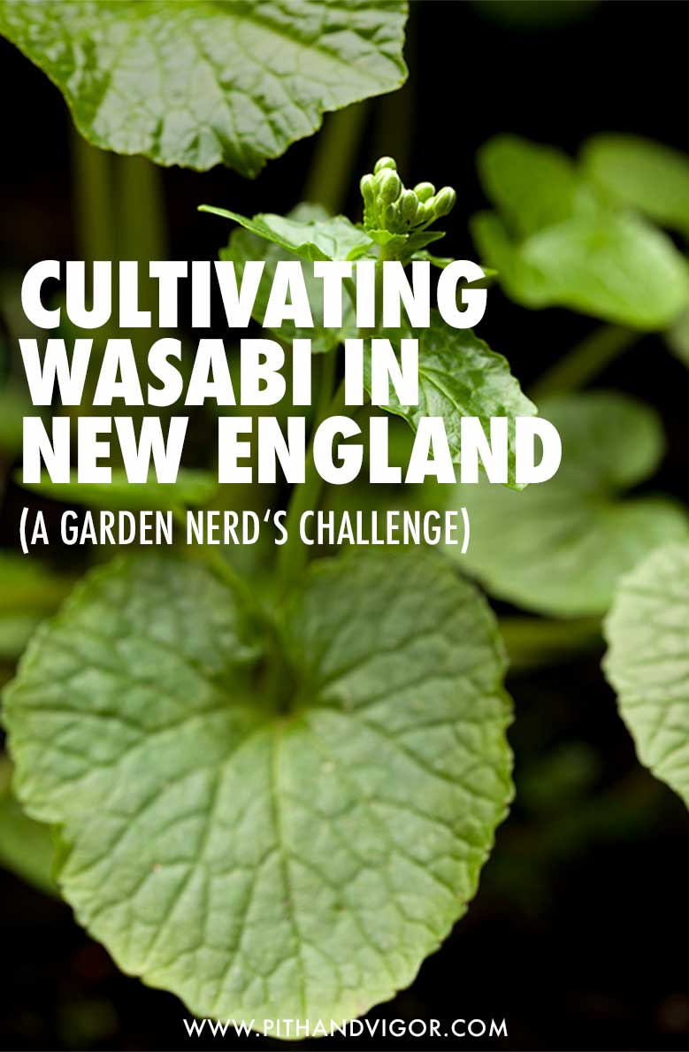 Cultivating Wasabi in NEw England