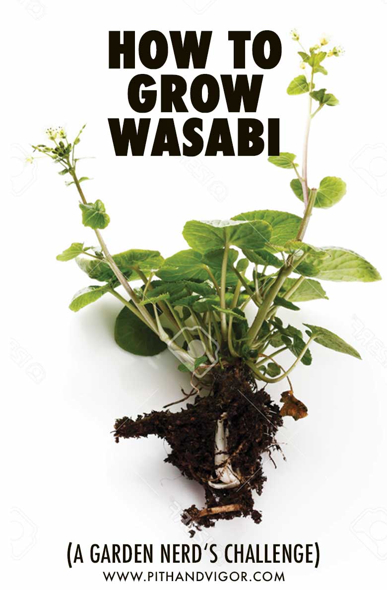 How To grow wasabi - a garden nerd's challenge