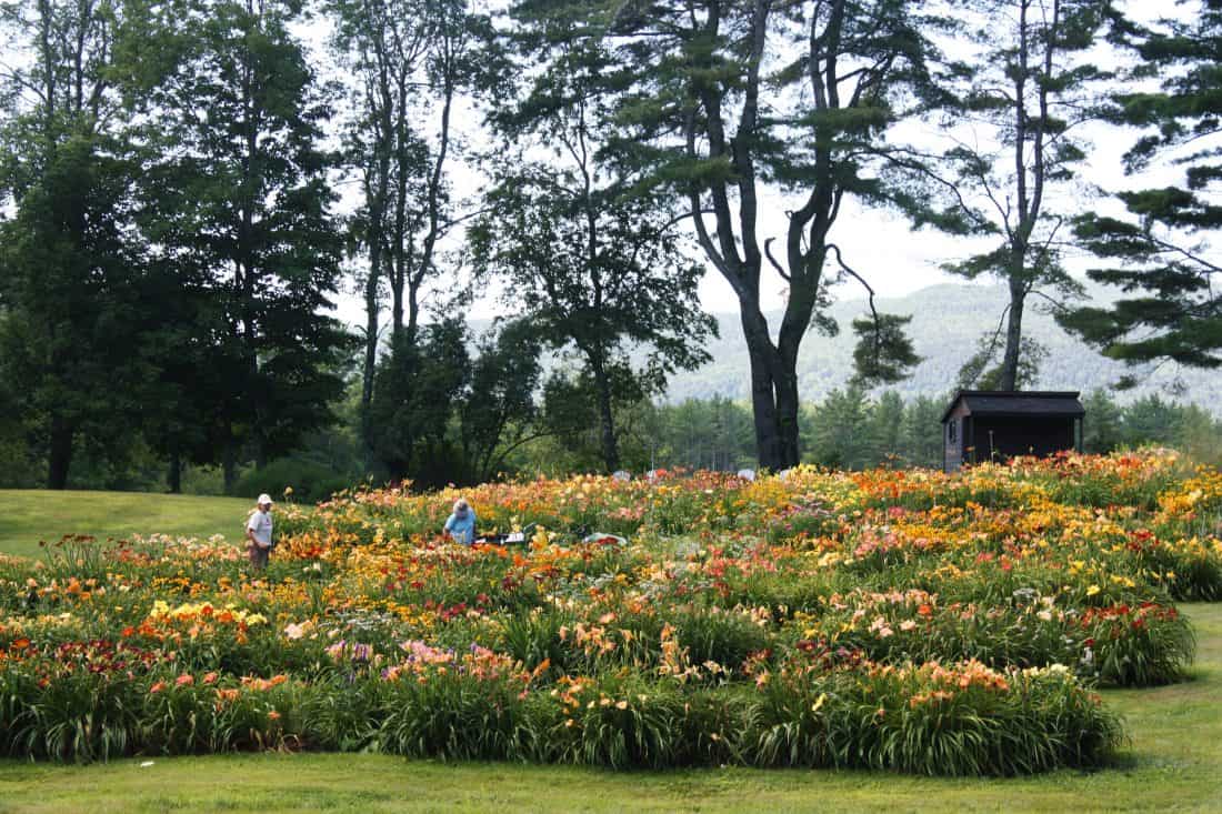 A lush garden, thoughtfully crafted by a skilled garden designer, showcases a variety of flowers in full bloom. Two people stroll through the vibrant field, surrounded by tall trees. A small, dark shed is visible in the background under a cloudy sky.