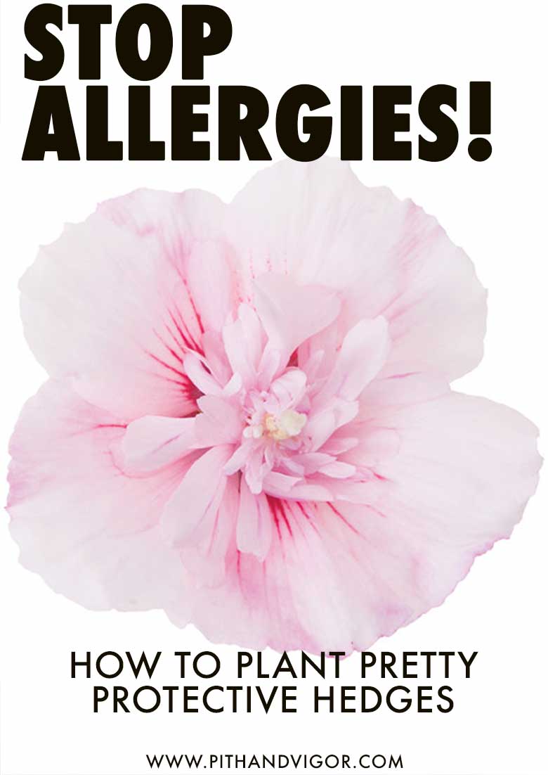 Stop Allergiess with Pretty Protective Hedges - allergy free garden