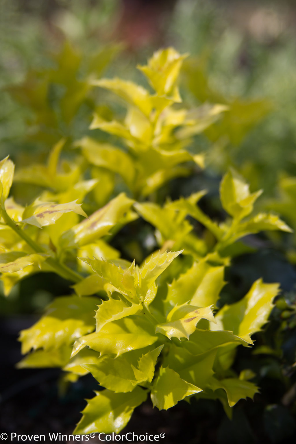 Stop Allergies with Pretty Hedges Castle Gold Female Holly
