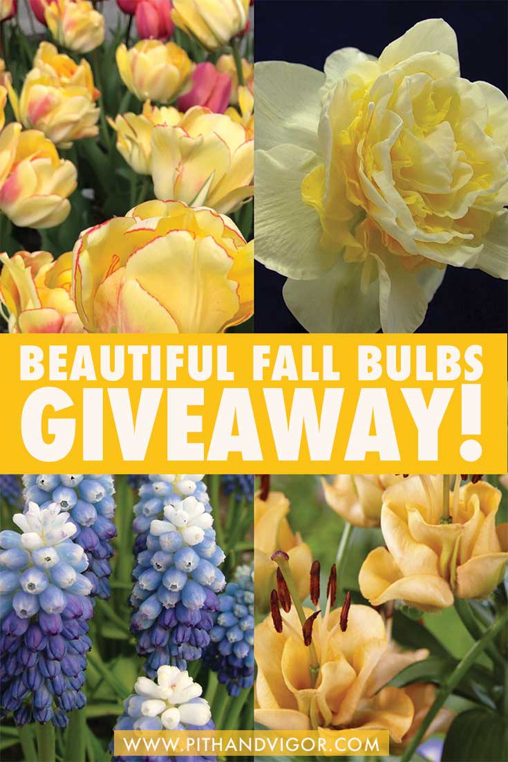 PITH+ VIGOR and JOHN SCHEEPERS fall bulbs giveaway